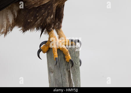 Weißkopfseeadler Krallen, Haliaeetus Leucocephalus, Farmington, Utah, USA Stockfoto
