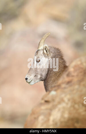 Profil von einem Ram-Ewe, Dickhornschaf (Ovis Canadensis) in Green River, Utah, USA Stockfoto