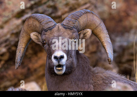 Nahaufnahme von einer Dickhornschafe in Green River, Utah, USA Stockfoto