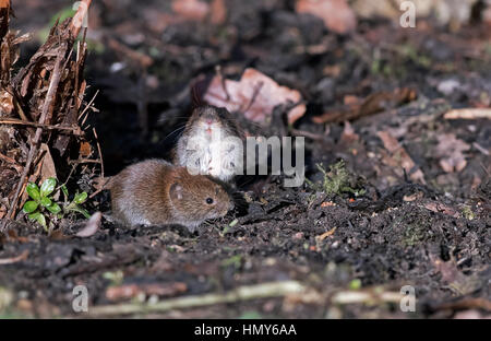 Gemeinsame Redbacked oder Bank Wühlmäuse-Clethrionomys Glareolus auf Weißdorn-Cratagus. Stockfoto