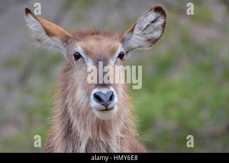 Wasserbock (Kobus Ellipsiprymnus), Erwachsene Frau, Porträt, Krüger Nationalpark, Südafrika, Afrika Stockfoto