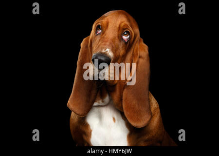 Basset Hound auf schwarzem Hintergrund isoliert Stockfoto