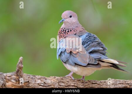 Lachen (Spilopelia Senegalensis) Taube, Erwachsenen thront auf einem Zweig, Krüger Nationalpark, Südafrika, Afrika Stockfoto