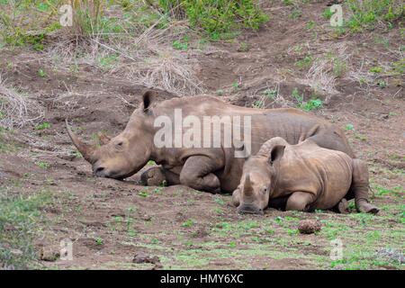 Breitmaulnashörner (Ceratotherium Simum), Mutter mit Kalb, früh am Morgen, Krüger Nationalpark, Südafrika, Afrika Stockfoto