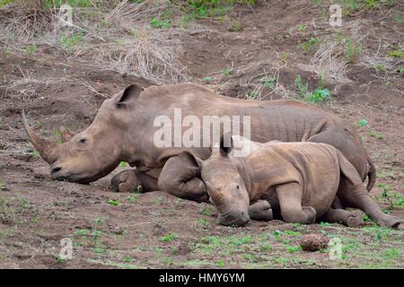 Breitmaulnashörner (Ceratotherium Simum), Mutter mit Kalb, früh am Morgen, Krüger Nationalpark, Südafrika, Afrika Stockfoto