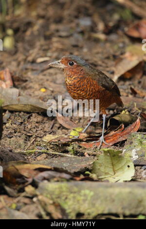 Riesen Antpitta (Grallaria Gigantea) - ein seltener Bodenwohnung Vogel des Nebelwaldes Choco, in der Provinz Pichincha, Ecuador Stockfoto