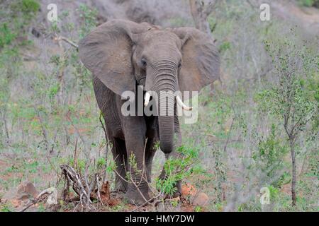Afrikanischer Bush Elefant (Loxodonta Africana), jung, Fütterung, Krüger Nationalpark, Südafrika, Afrika Stockfoto