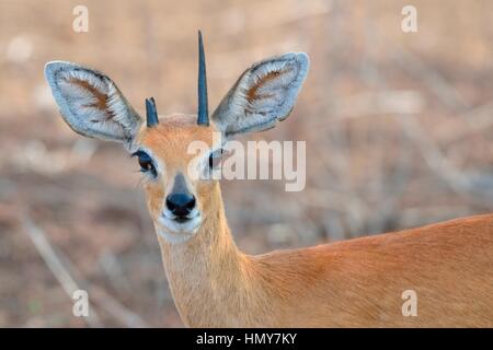 Steinböckchen (Raphicerus Campestris), Männchen mit gebrochenen Horn, Krüger Nationalpark, Südafrika, Afrika Stockfoto