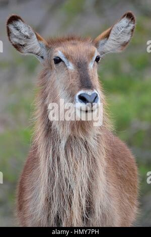 Wasserbock (Kobus Ellipsiprymnus), Erwachsene Frau, Porträt, Krüger Nationalpark, Südafrika, Afrika Stockfoto