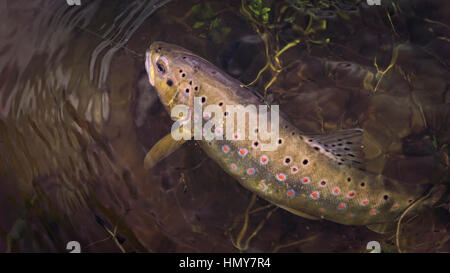 Schöne Bachforelle gefangen vom Fliegenfischen. Wilde Fische an den Haken widersteht. Stockfoto