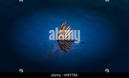 Fischschwanz Stockfoto