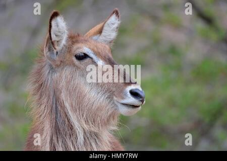 Wasserbock (Kobus Ellipsiprymnus), Erwachsene Frau, Porträt, Krüger Nationalpark, Südafrika, Afrika Stockfoto