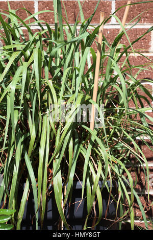 Zitronengras oder auch bekannt als Cymbopogon wächst in einem Topf Stockfoto