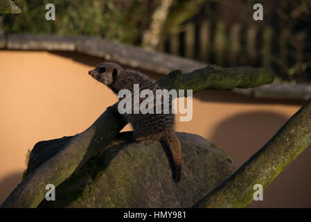 Ein Meercat saß auf einem Felsen in einem zoo Stockfoto