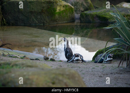 Eine kleine Gruppe von Pinguinen in einem zoo Stockfoto