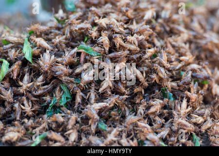 Insekten und Streetfood in der Walkingstreet Nachtmarkt in der Altstadt der Stadt Lampang in Nord-Thailand. Stockfoto