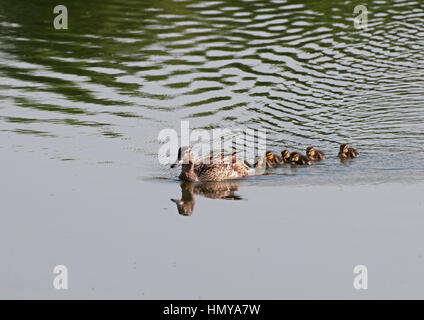 Stockente Mutter und ihre Babys schwimmen in Formation über einen Teich im Vereinigten Königreich. Stockfoto