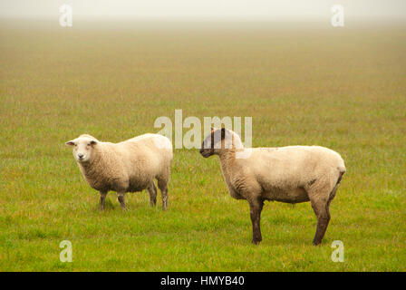 Schafe, Linn County, Oregon Stockfoto