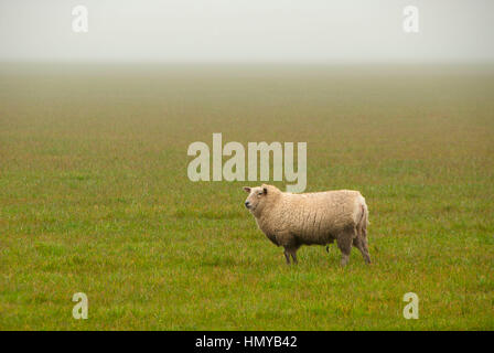 Schafe, Linn County, Oregon Stockfoto