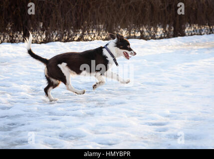 Niedliche braune und weiße Mischling Mischlingshund auf rutschigen Schnee spielen Stockfoto