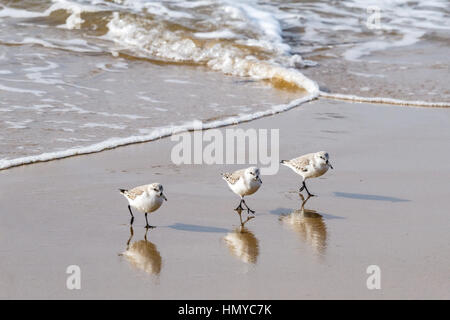kleine Gruppe von Strandläufer (Sanderlinge) auf den California Beach. Stockfoto