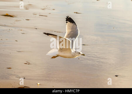 Ring-Billed Möwe fliegen am Ufer in Laguna Beach, Kalifornien Stockfoto