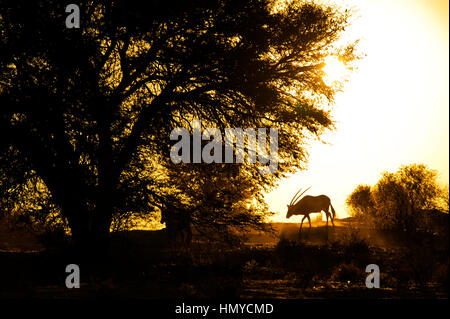 Gemsbock auf Sonnenuntergang bei Kgalagadi Transfontier Park, South Africa Stockfoto