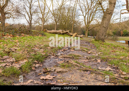 Umgestürzten Baum links um zu verrotten nur in den Schlamm Weg im Wald und in der Nähe des Wassers des Sees Stockfoto