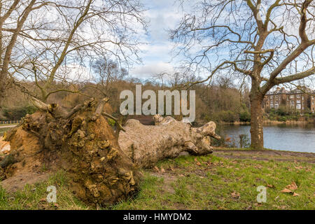 Ein umgestürzter Baum links um zu verrotten im Park direkt am See. Trübe Winterhimmel in Großbritannien mit typischen Häusern im Hintergrund. Stockfoto