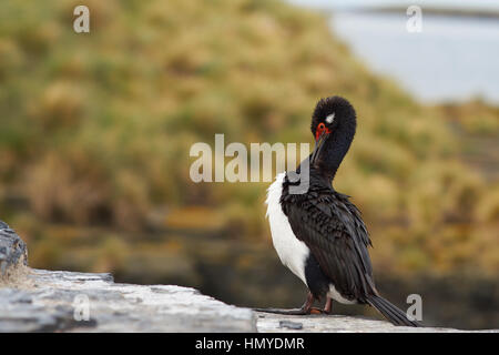 Adult Rock Shag (Phalacrocorax Magellanicus) stehend auf den Klippen von Bleaker Island auf den Falkland-Inseln Stockfoto