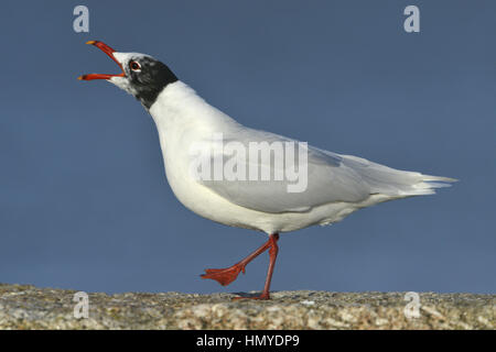 Mediterrane Gull - Larus melanocephalus Stockfoto