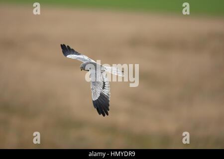 Montagu Harrier - Circus Pygargus - männlich Stockfoto