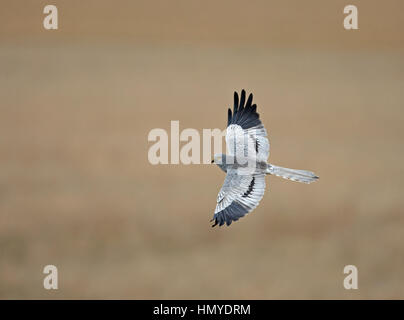 Montagu Harrier - Circus Pygargus - männlich Stockfoto