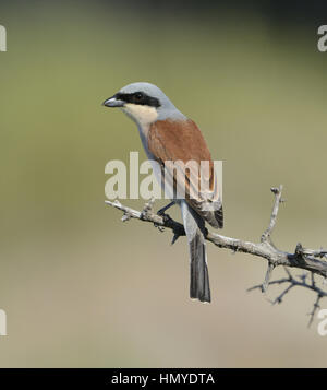 Neuntöter - Lanius collurio Stockfoto