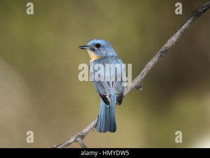 Die Tickell blau Flycatcher - Cyornis tickelliae Stockfoto