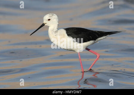 Stelzenläufer - Himantopus himantopus Stockfoto