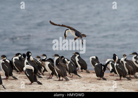 Imperial Shag (Phalacrocorax Atriceps Albiventer) kommen ins Land unter einer großen Gruppe der Vögel auf der Küste von Bleaker Island auf den Falkland-Inseln Stockfoto