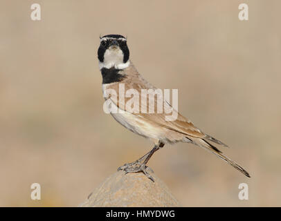 Temminck Lark - Eremophila bilopha Stockfoto