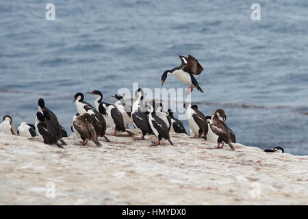 Imperial Shag (Phalacrocorax Atriceps Albiventer) kommen ins Land unter einer großen Gruppe der Vögel auf der Küste von Bleaker Island auf den Falkland-Inseln Stockfoto