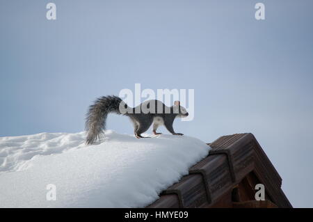 Eine westliche graue Eichhörnchen Polsterung über das Dach des Hauses an einem kalten Wintermorgen in Virginia City Hochland, Nevada. Stockfoto