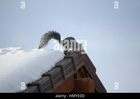 Eine westliche graue Eichhörnchen Polsterung über das Dach des Hauses an einem kalten Wintermorgen in Virginia City Hochland, Nevada. Stockfoto