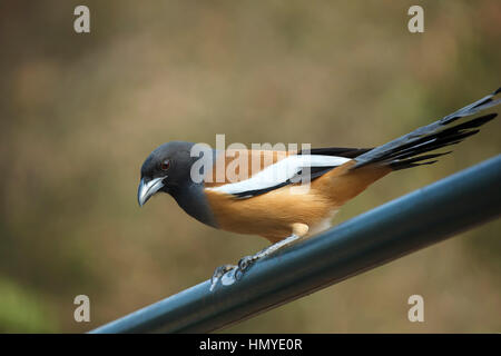 Rufous Treepie (Dendrocitta Vagabunda), Ranthambore Nationalpark, Rajasthan, Indien Stockfoto