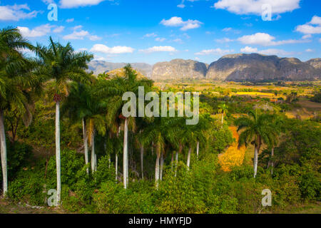 Berühmte Kuba Ackerland Tabak Bereich, Tal de Vinales, Pinar Del Rio, Kuba. Stockfoto