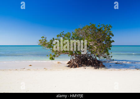 Mangroven am karibischen Meer, Cayo Jutias Strand, Provinz Pinar Del Rio, Kuba Stockfoto Mangroven am karibischen Meer, Cayo Jutias Strand, Provinz Pinar Del Rio, Kuba Stockfoto
