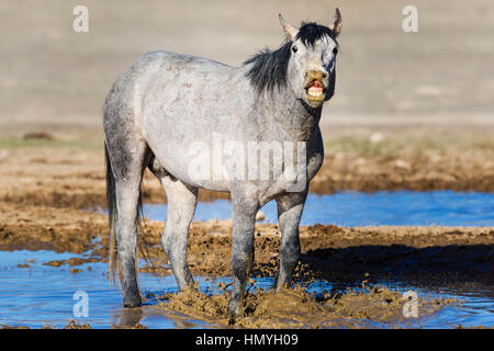 Fotoarchiv: Grauer wilder Mustang spielen im Schlamm (Equus Ferus Caballus), westlichen Wüste, Utah, USA, Nordamerika Stockfoto