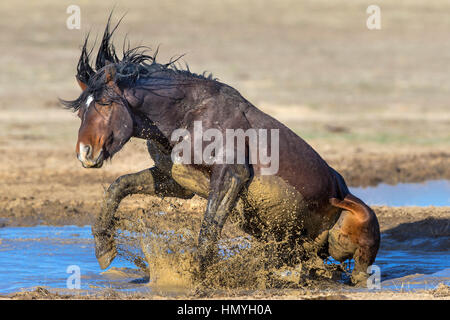 Fotoarchiv: Wilder Mustang spielen im Schlamm (Equus Ferus Caballus), westlichen Wüste, Utah, USA, Nordamerika Stockfoto