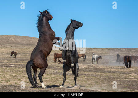 Fotoarchiv: Zwei wilde Mustangs kämpfen (Equus Ferus Caballus) westlichen Wüste, Utah, USA, Nordamerika Stockfoto