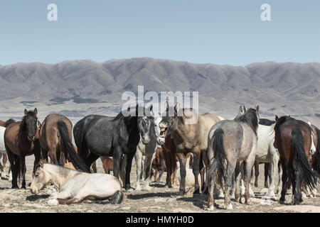 Stock Foto:-Gespött der wilde Mustang Herde (Equus Ferus Caballus) in westlichen Wüste außerhalb von Salt Lake City, Utah, USA, Nordamerika Stockfoto