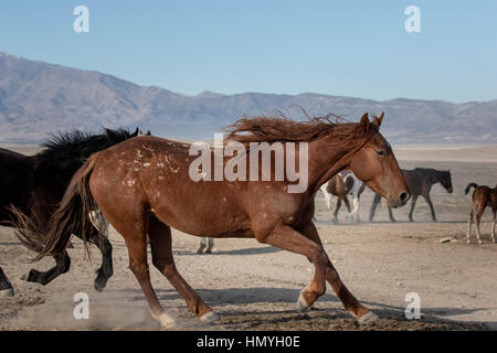 Fotoarchiv: Braun Wildpferd (Equus Ferus Caballus) kommt zu kreischenden Halt in der westlichen Wüste, Utah, USA, Nordamerika Stockfoto