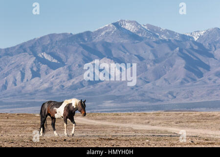 Fotoarchiv: Braun und weiß Farben-Pferd (Equus Ferus Caballus) in westlichen Wüste außerhalb von Salt Lake City, Utah, USA, Nordamerika Stockfoto